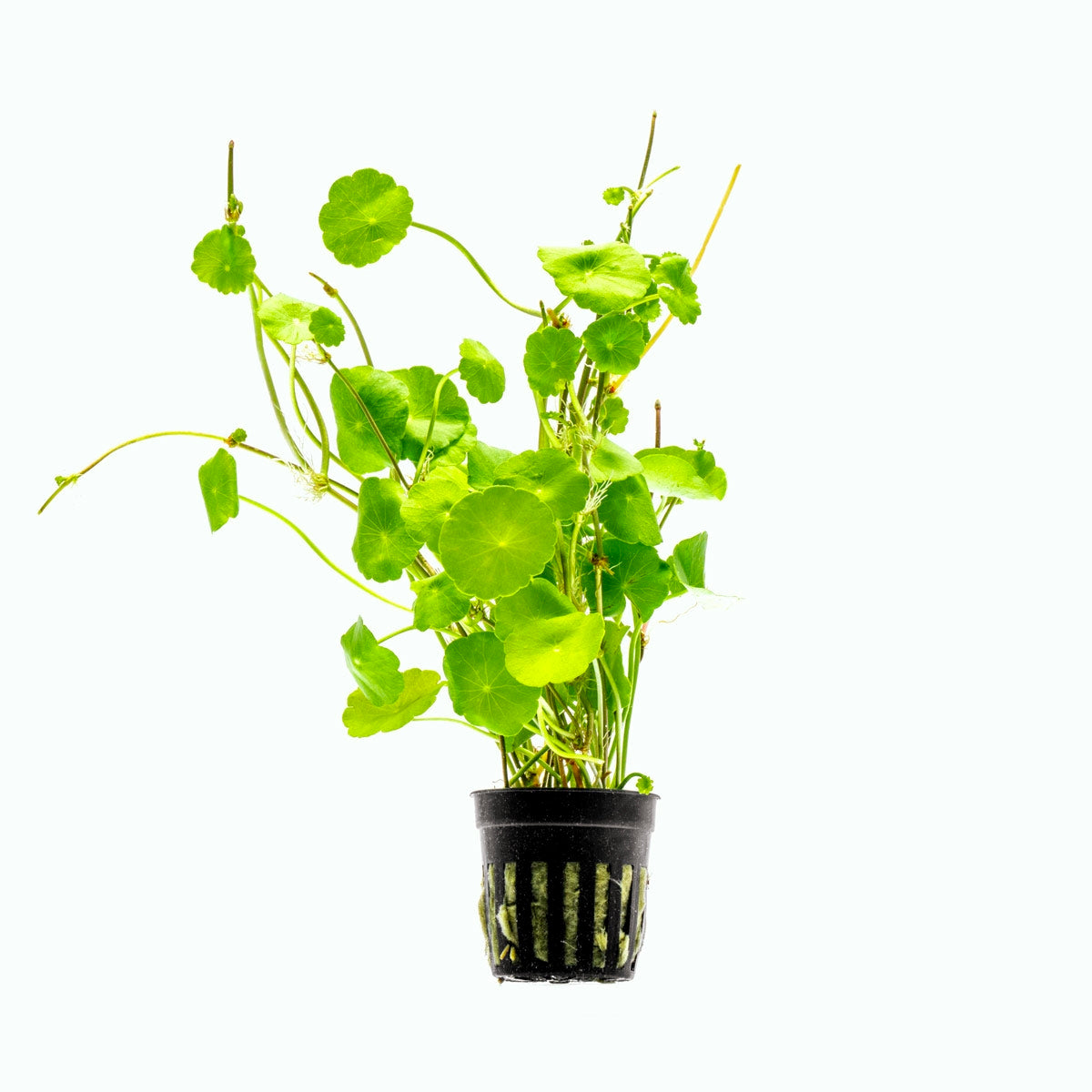 Hydrocotyle verticillata