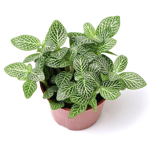 Fittonia argyroneura white