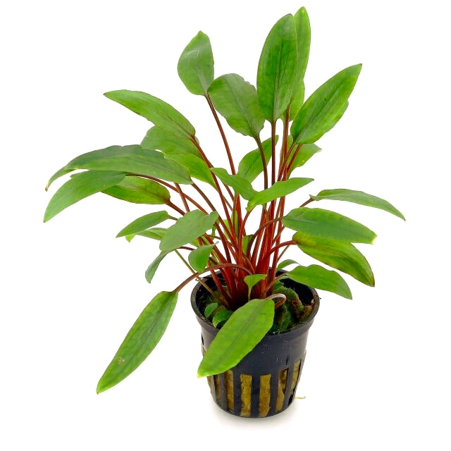 Cryptocoryne beckettii 'Petchii'