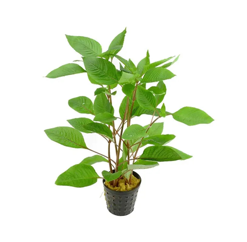 Hygrophila corymbosa 'Cherry Leaf'