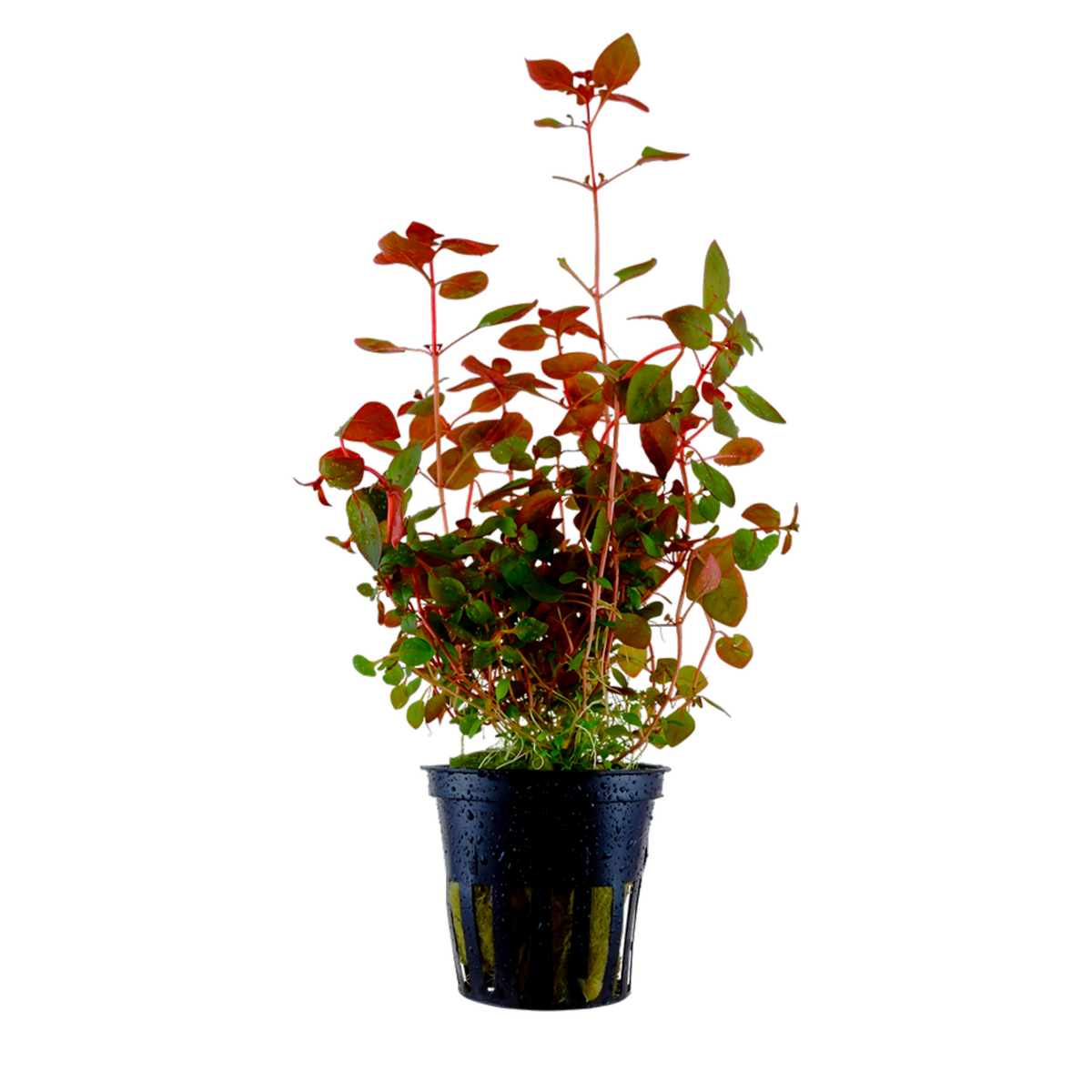 Ludwigia palustris 'Red'