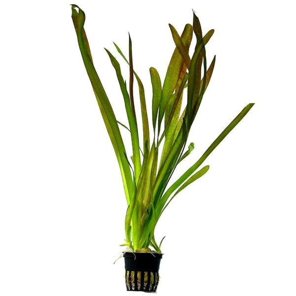 Vallisneria spiralis 'Red'