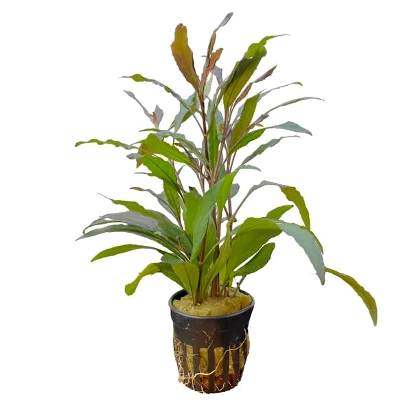 Hygrophila 'Rubra'