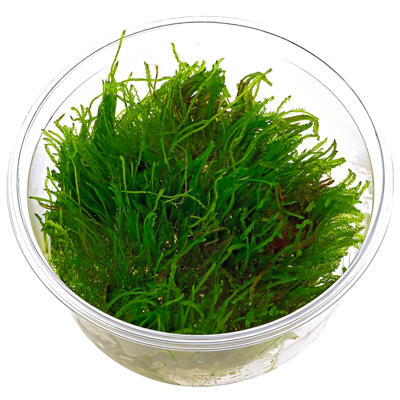 Musgo Erect (In Vitro)
