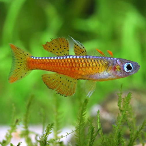 Pseudomugil paskai