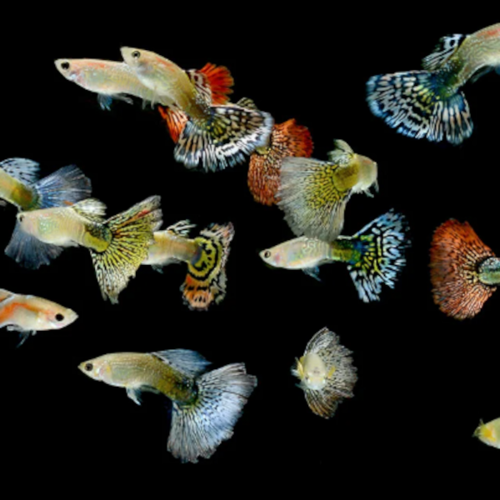 Guppys Cobra Sortidos (Casal)