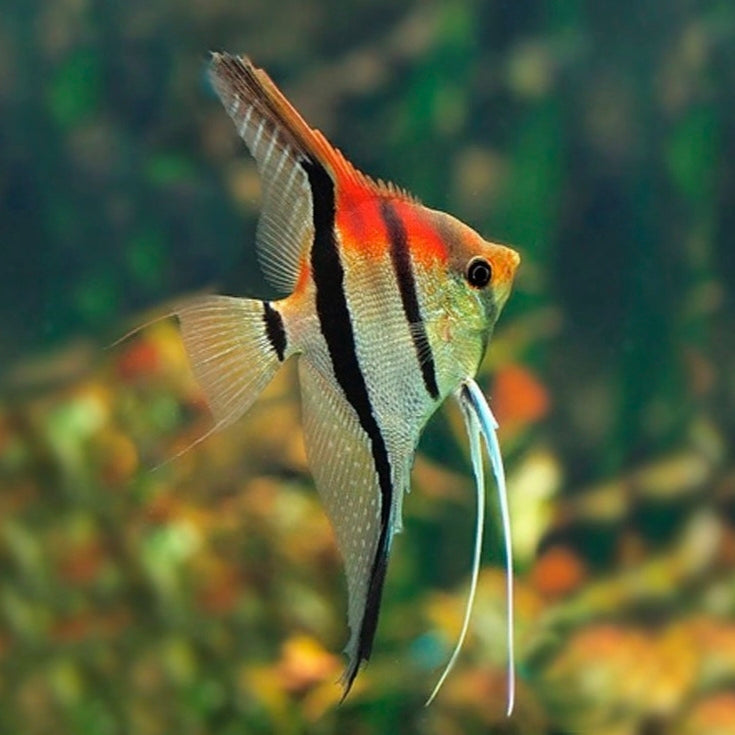 Escalar Manacapuru Super Red 5cm