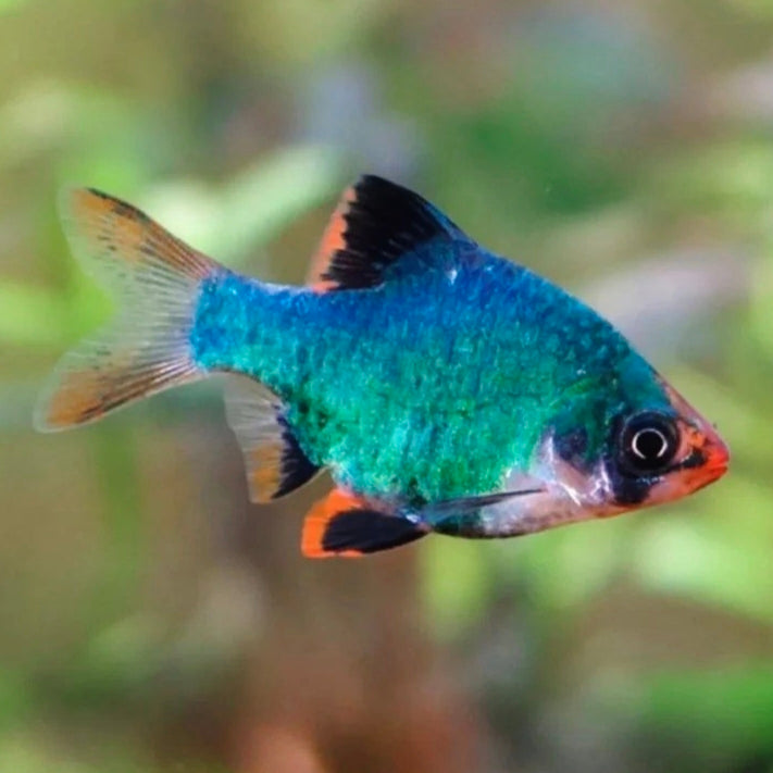 Barbo Tigre Verde