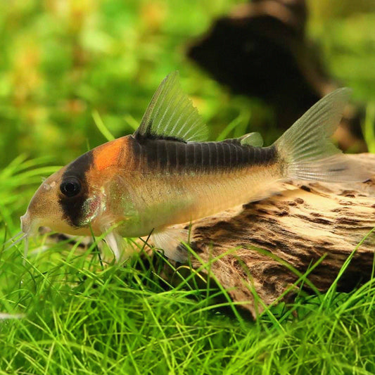 Corydora adolfoi