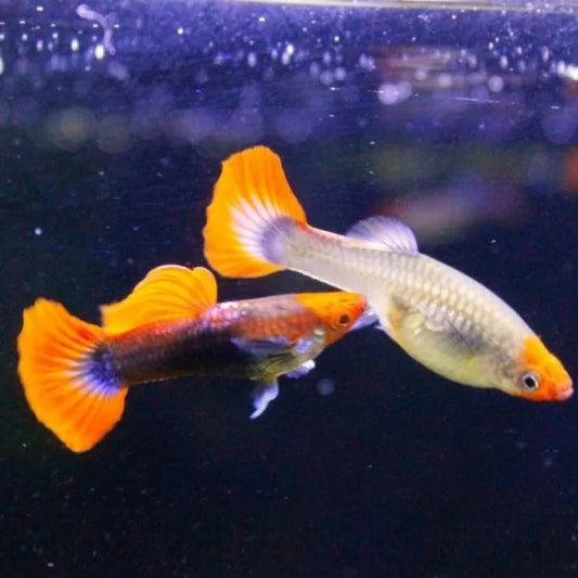Guppys Azul Tuxedo Koi (Casal)