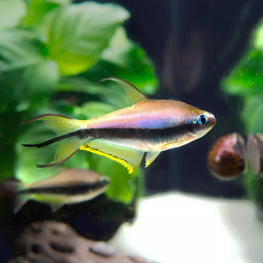 Tetra Imperador