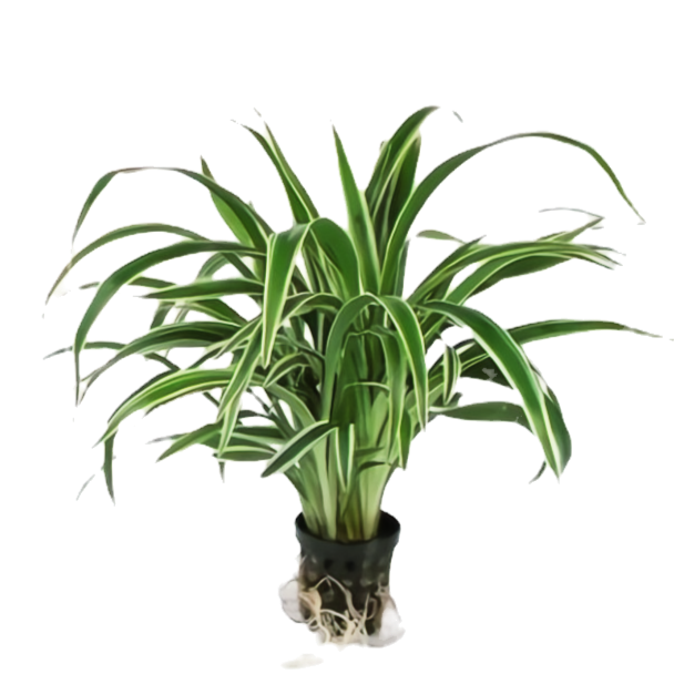 Clorophytum bichetii
