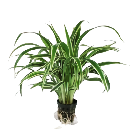 Clorophytum bichetii