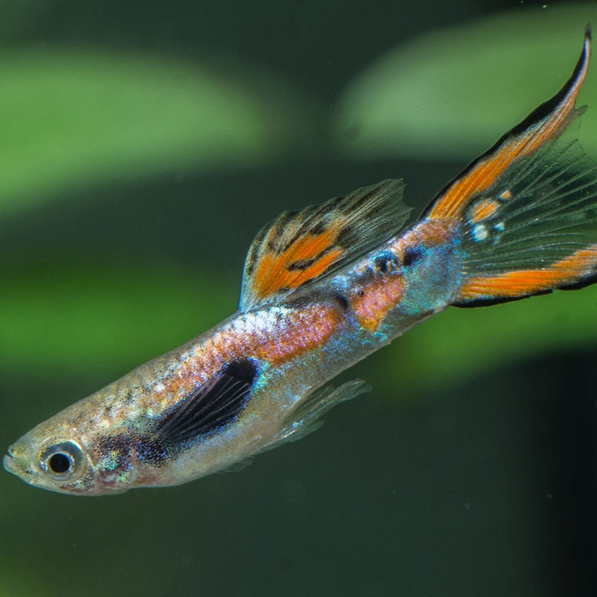 Guppy Endler Macho Gigante