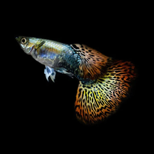 Guppys Halfmoon (Casal)