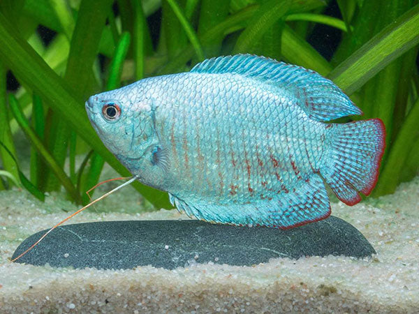 Colisa Lalia Azul Macho