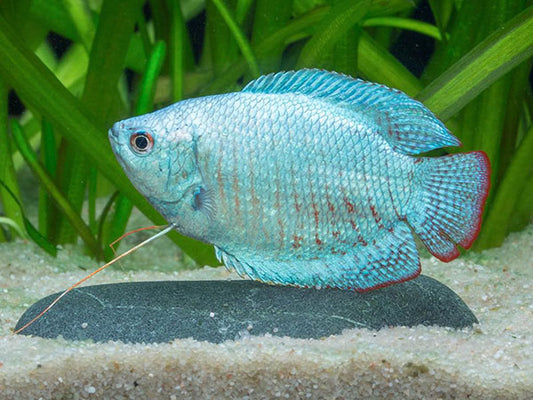 Colisa Lalia Azul Macho