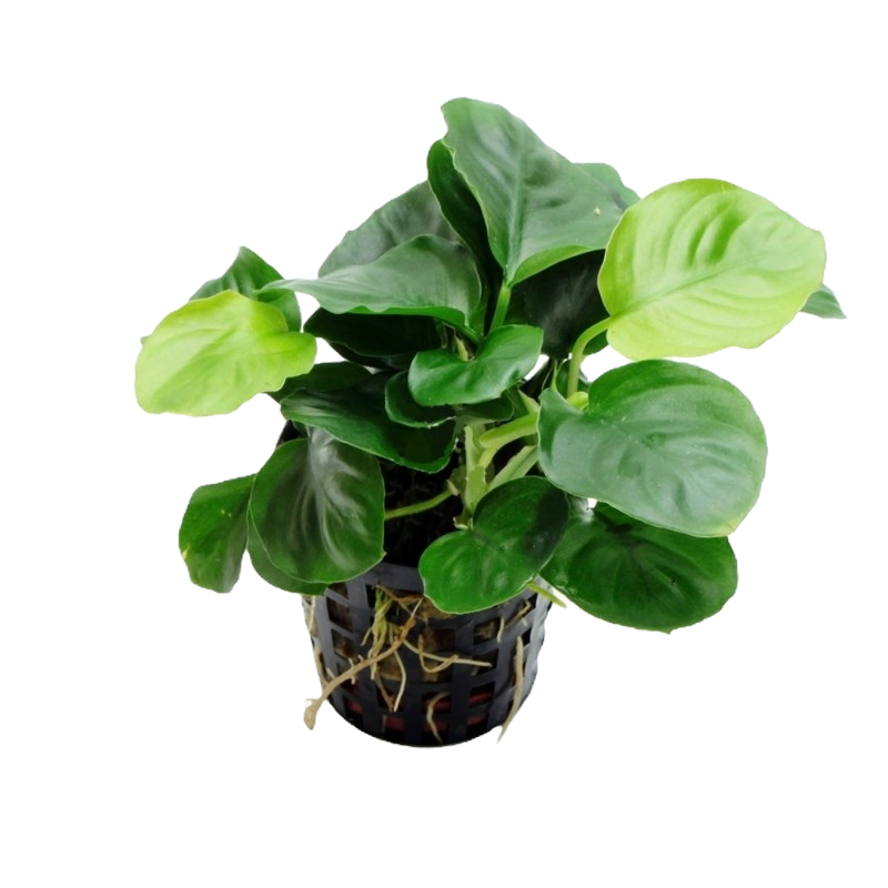 Anubia barteri "Coin Leaf"