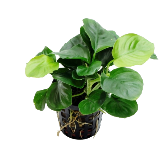 Anubia barteri "Coin Leaf"
