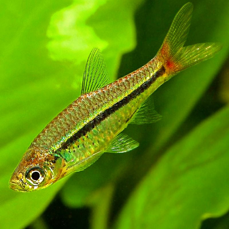 Rasbora borapetensis