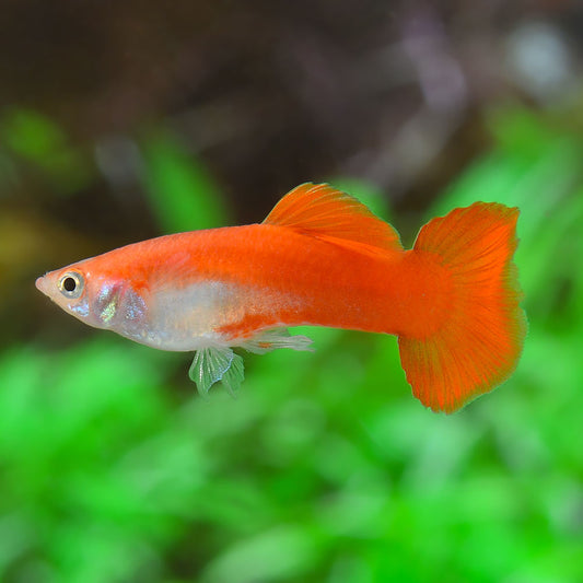 Guppy Red Macho