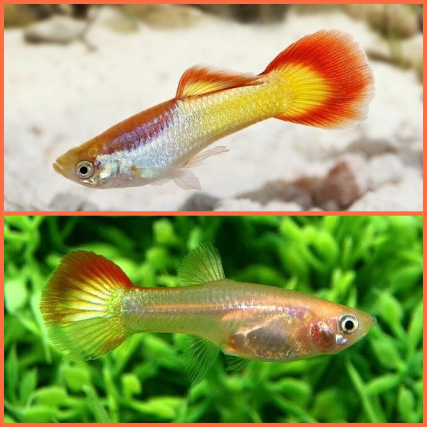 Guppys Flame (Trio)