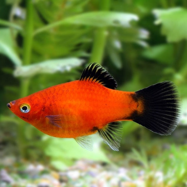 Platy Wagtail Vermelho