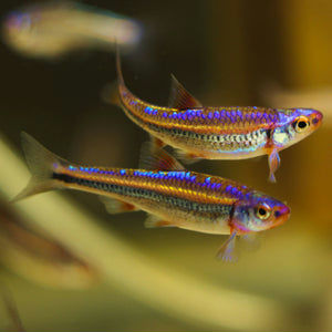 Rainbow Shiner