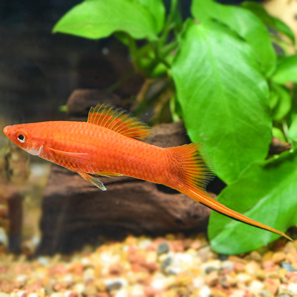 Espada Vermelho