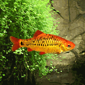 Barbo Dourado