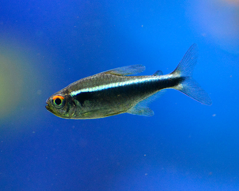 Tetra Neon Negro