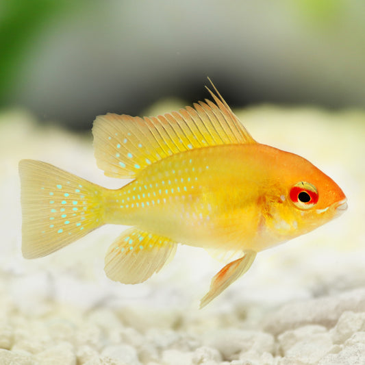 Ramirezi Dourado 4cm