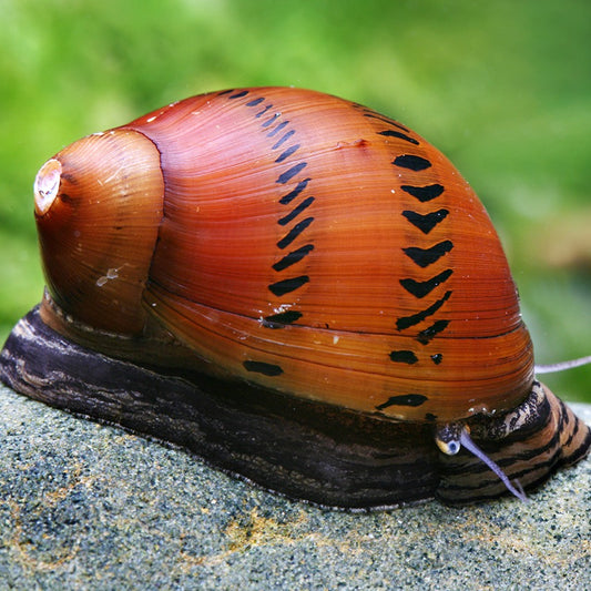 Neritina Semiconica