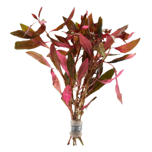 Ludwigia peruensis diamante