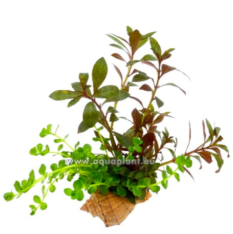 Concha com 2 Plantas