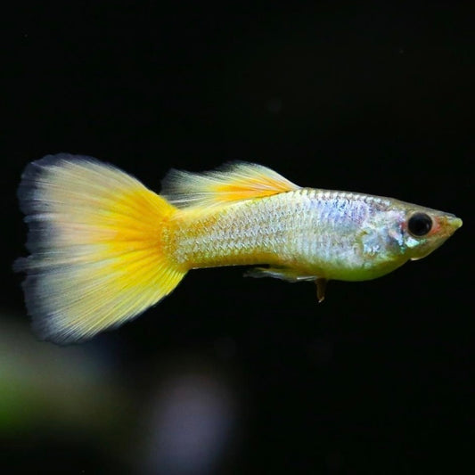 Guppys Yellow German (Casal)