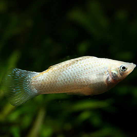 Molly Prata 5-6cm