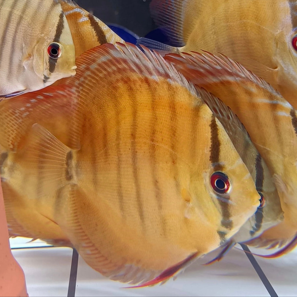 Discus Curilenquer 5cm