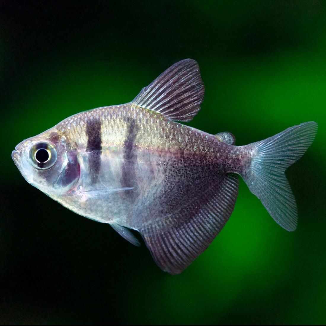 Tetra Viúva Negra