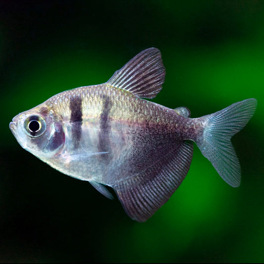 Tetra Viúva Negra