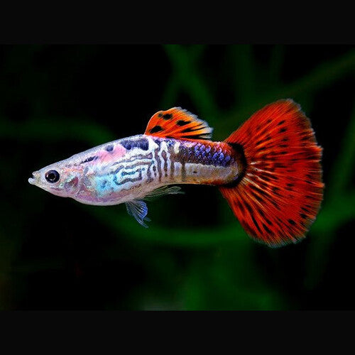 Guppy Cobra Vermelho (Macho)