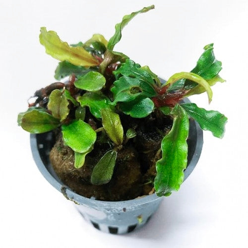 Bucephalandra sp. Mix