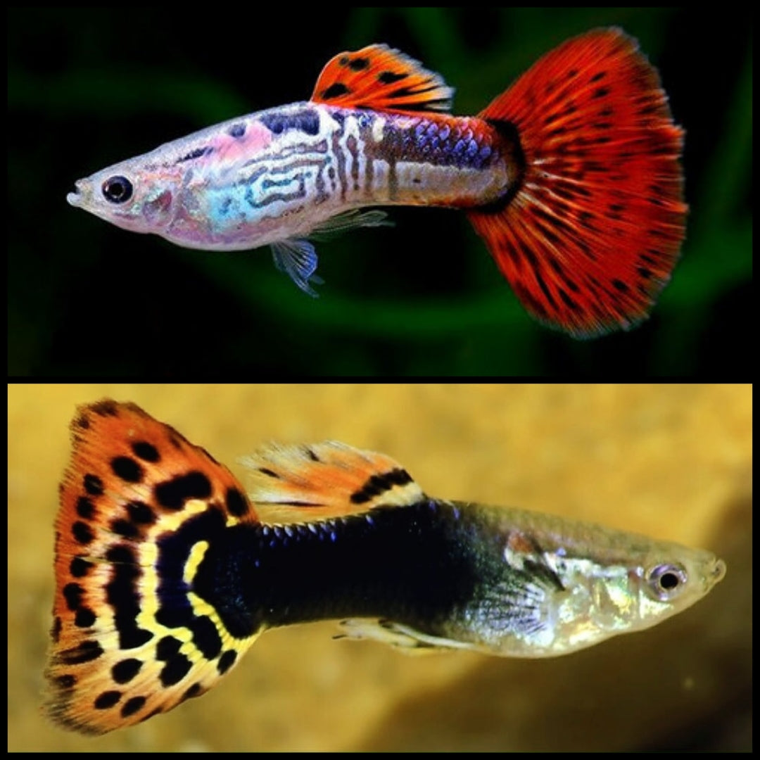 Guppy Cobra Vermelho x Dragon Head