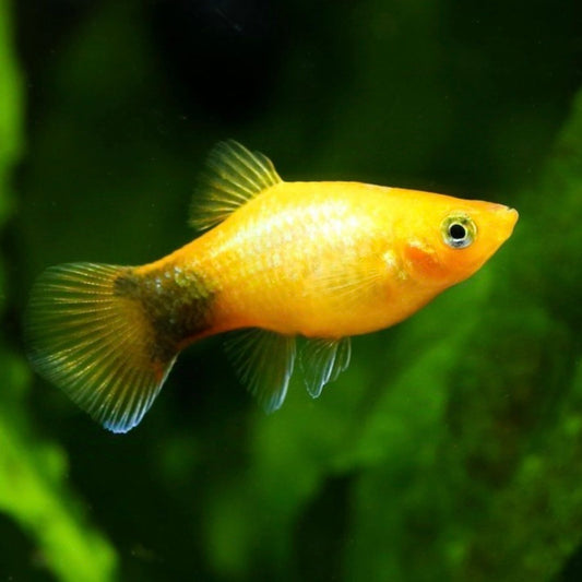 Platy Mickey Mouse Dourado