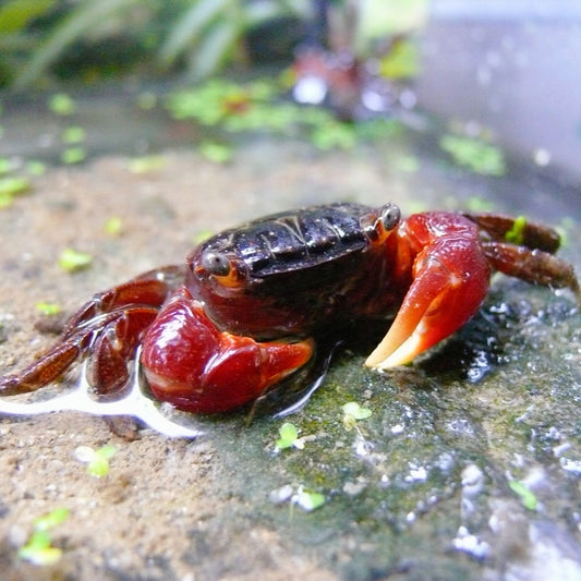 Caranguejo Sesarma bidens