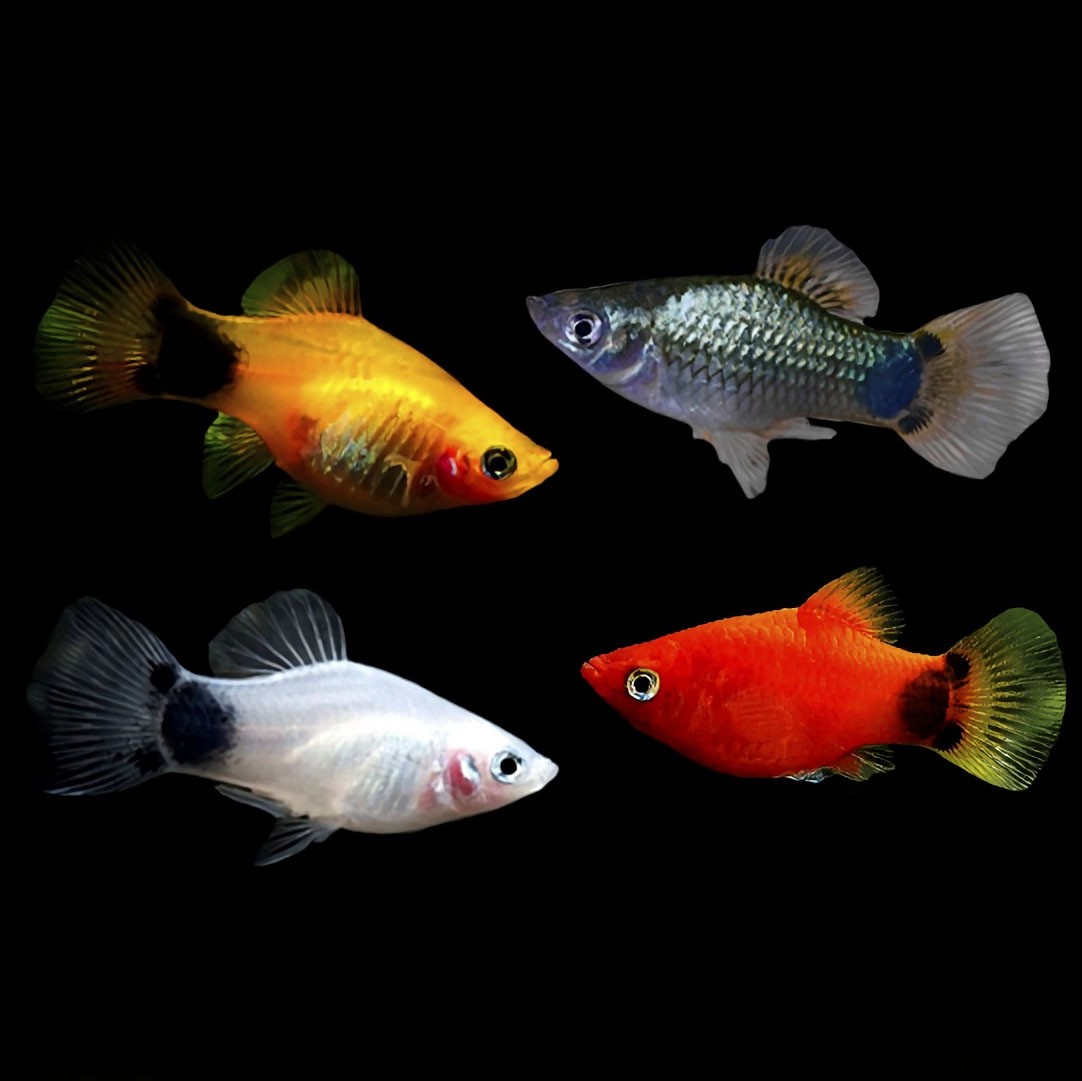 Platys Mickey Mouse Sortidos
