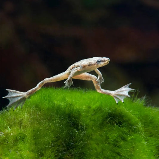Rã Hymenochirus White Platinum