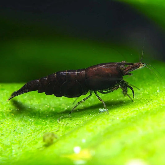 Neocaridina Black