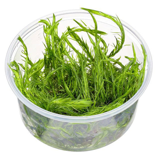 Mayaca fluviatilis (In Vitro)