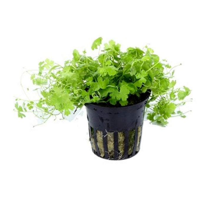 Hydrocotyle tripartita